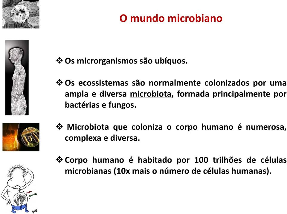 principalmente por bactérias e fungos.