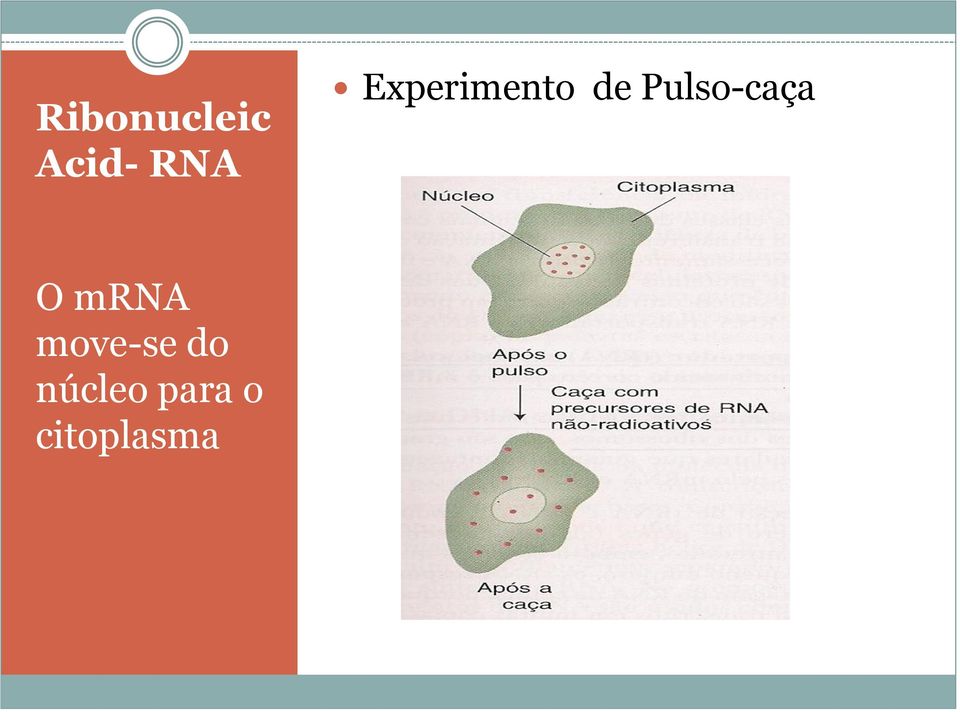 Pulso-caça O mrna