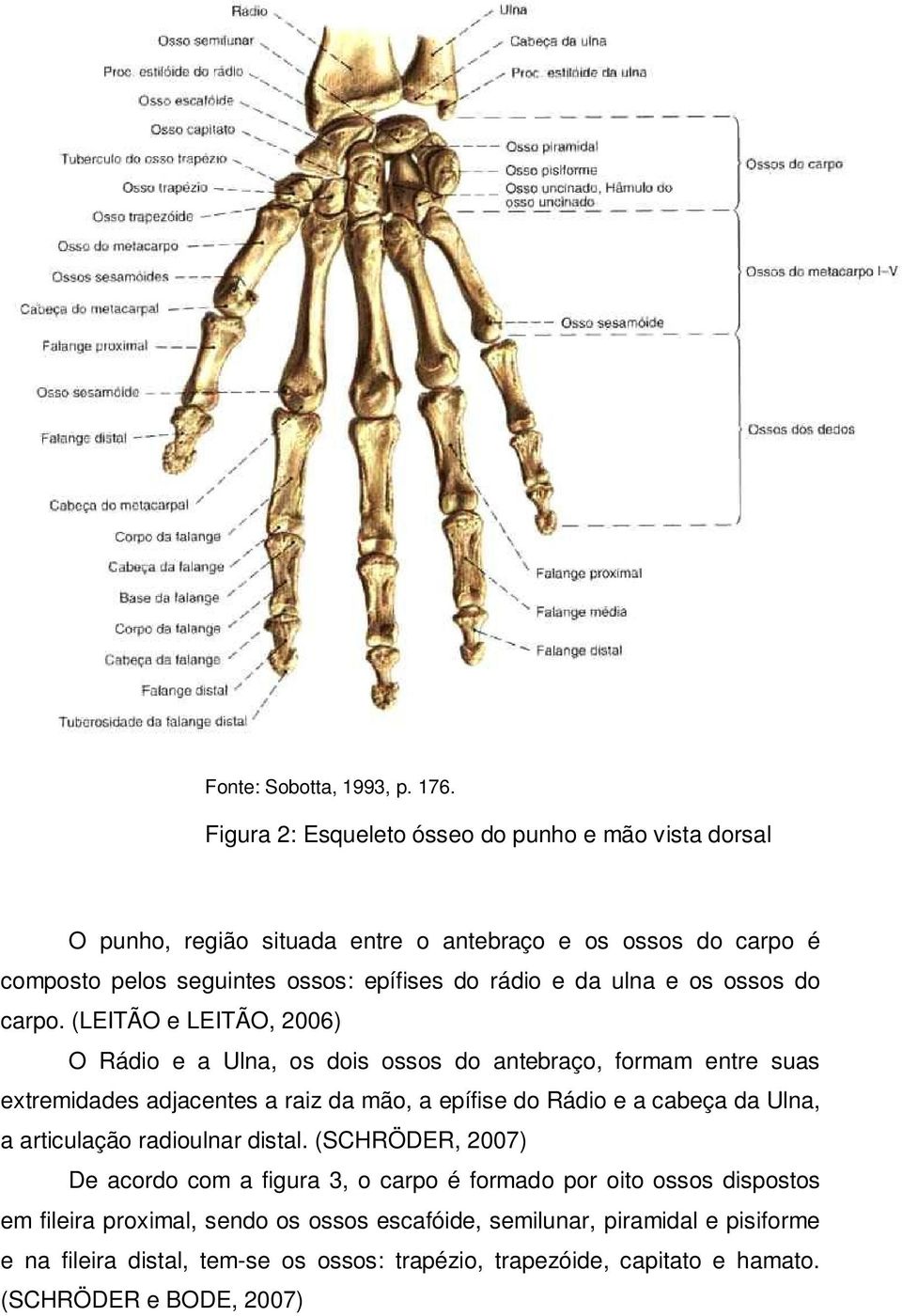 ulna e os ossos do carpo.