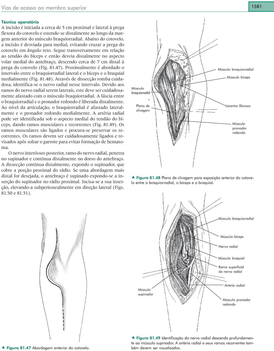 Segue transversamente em relação ao tendão do bíceps e então desvia distalmente no aspecto volar medial do antebraço, descendo cerca de 7 cm distal à prega do cotovelo (Fig. 81.47).