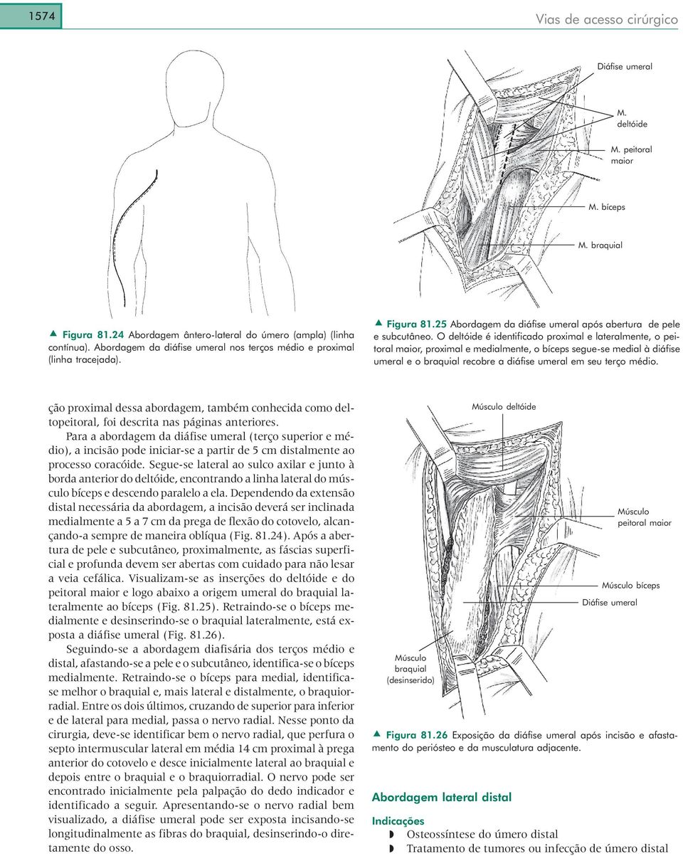 O deltóide é identificado proximal e lateralmente, o peitoral maior, proximal e medialmente, o bíceps segue-se medial à diáfise umeral e o braquial recobre a diáfise umeral em seu terço médio.