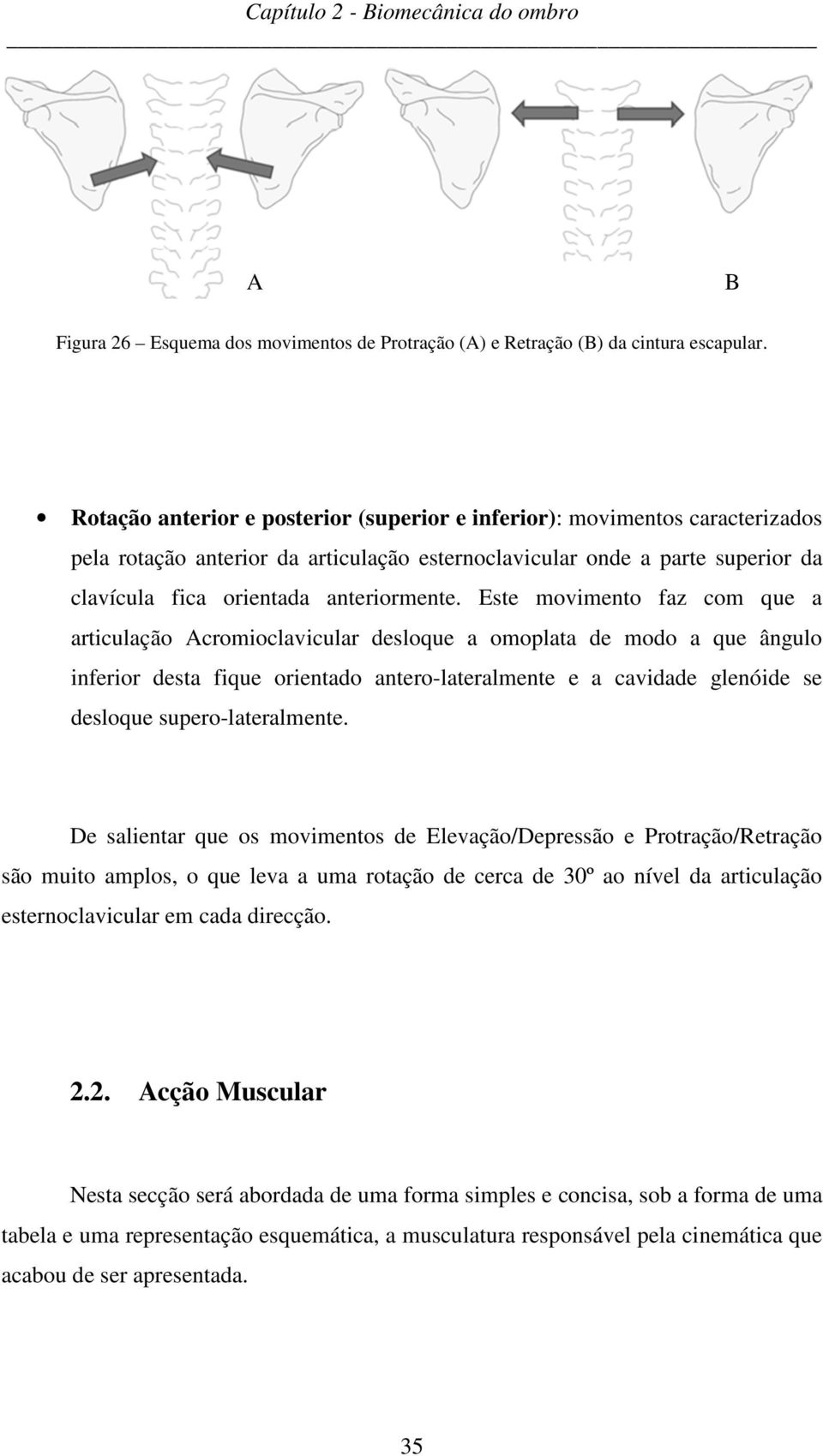 Este movimento faz com que a articulação Acromioclavicular desloque a omoplata de modo a que ângulo inferior desta fique orientado antero-lateralmente e a cavidade glenóide se desloque