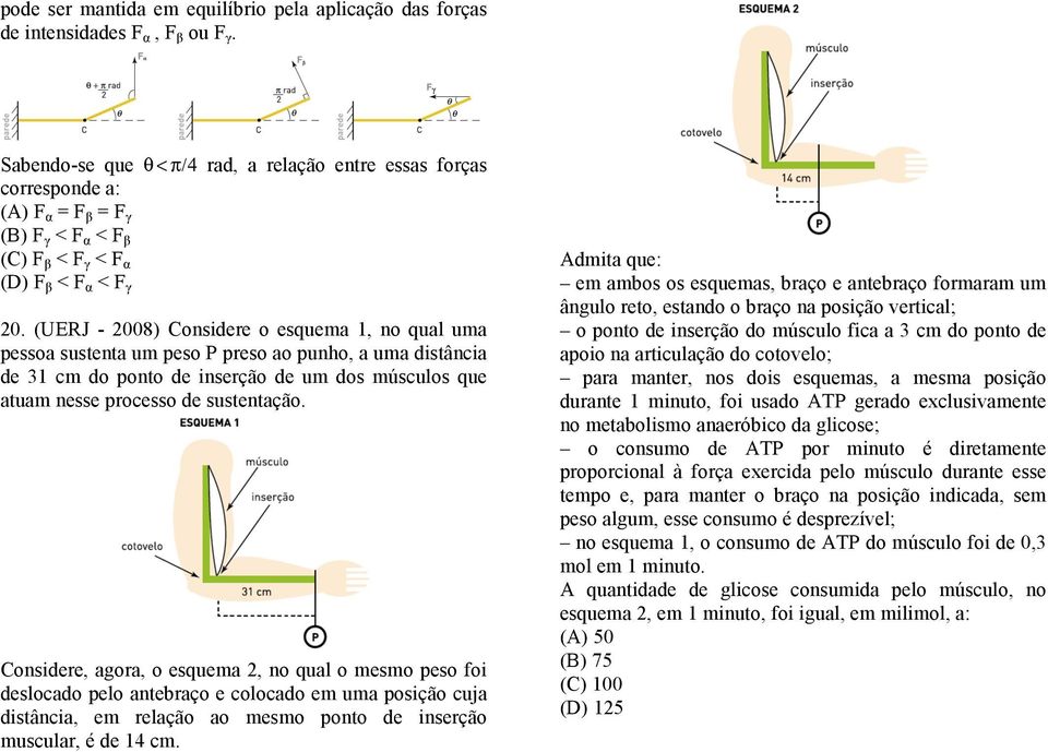 (UERJ - 2008) Considere o esquema 1, no qual uma pessoa sustenta um peso P preso ao punho, a uma distância de 31 cm do ponto de inserção de um dos músculos que atuam nesse processo de sustentação.