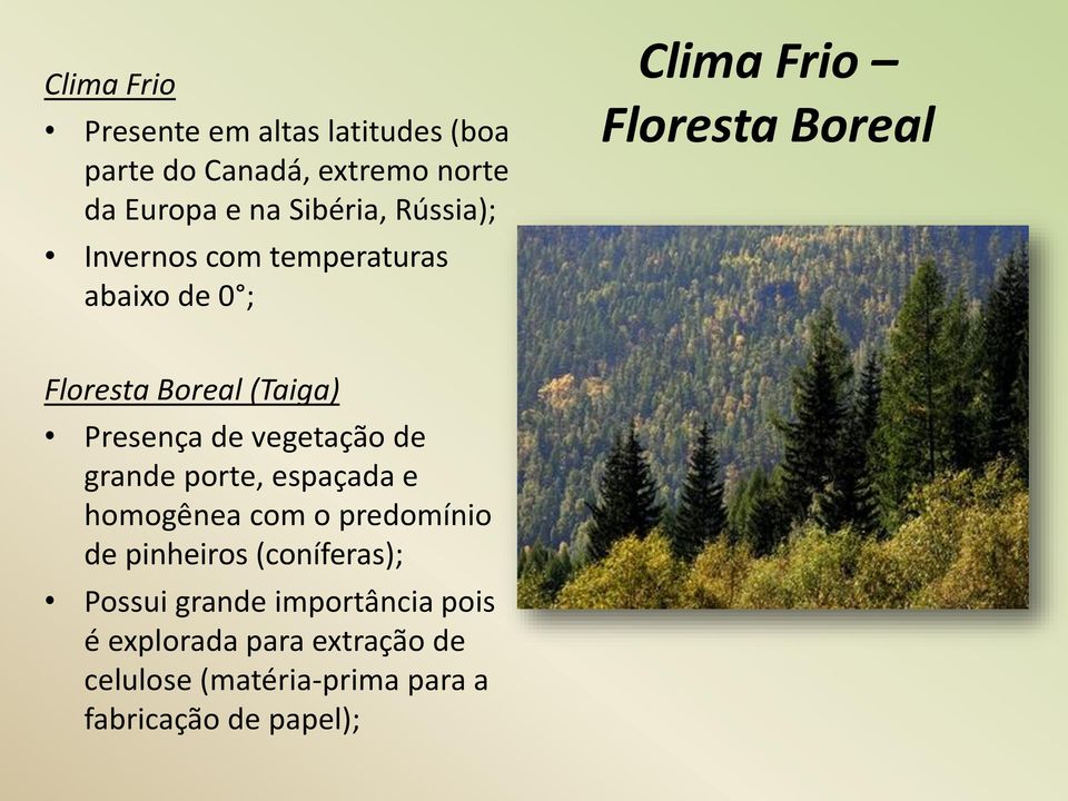 Presença de vegetação de grande porte, espaçada e homogênea com o predomínio de pinheiros (coníferas);