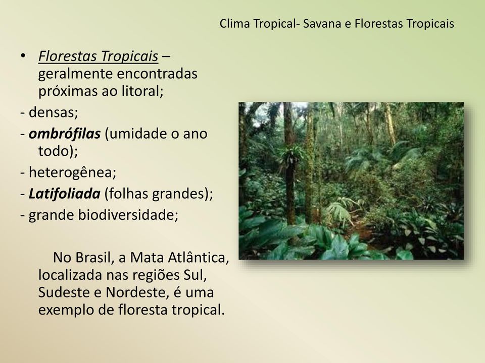 heterogênea; - Latifoliada (folhas grandes); - grande biodiversidade; No Brasil, a