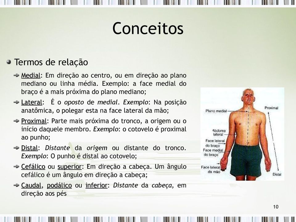 Exemplo: Na posição anatômica, o polegar esta na face lateral da mão; Proximal: Proximal Parte mais próxima do tronco, a origem ou o início daquele membro.