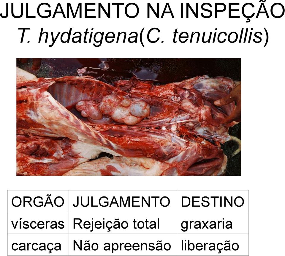 tenuicollis) ORGÃO JULGAMENTO