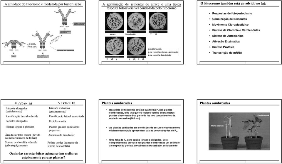 fitocromo escuro Vermelho (V) V VD V VD V V VD V VD CONSTATAÇÃO: A luz vermelha estimula a germinação A luz vermelha-distante inibe O Fitocromo também está envolvido no (a): Respostas de