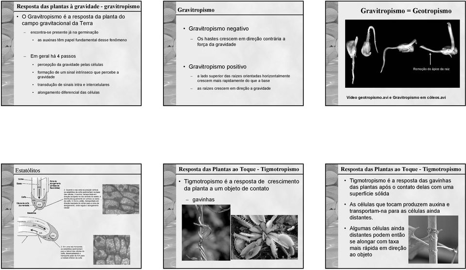 formação de um sinal intrínseco que percebe a gravidade transdução de sinais intra e intercelulares alongamento diferencial das células Gravitropismo positivo a lado superior das raizes orientadas