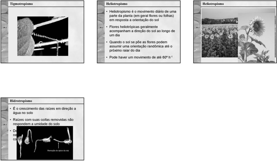 raiar do dia ode haver um movimento de até 60º h -1 Heliotropismo Hidrotropismo É o crescimento das raízes em direção a água no solo Raízes com suas coifas