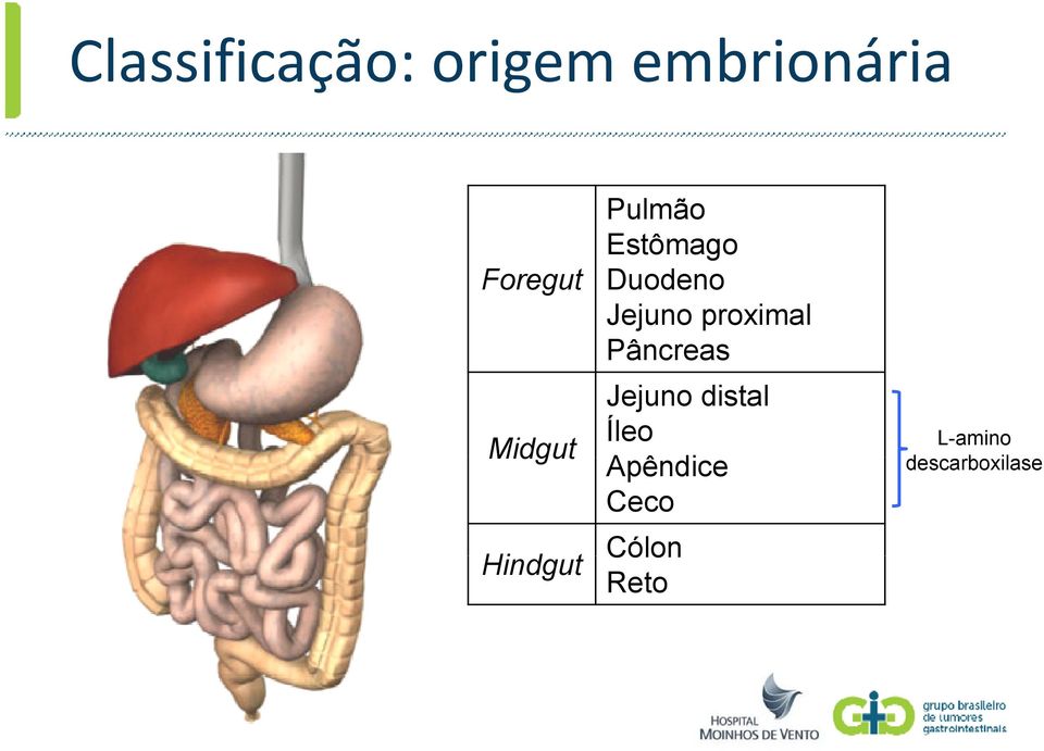 Jejuno proximal Pâncreas Jejuno distal