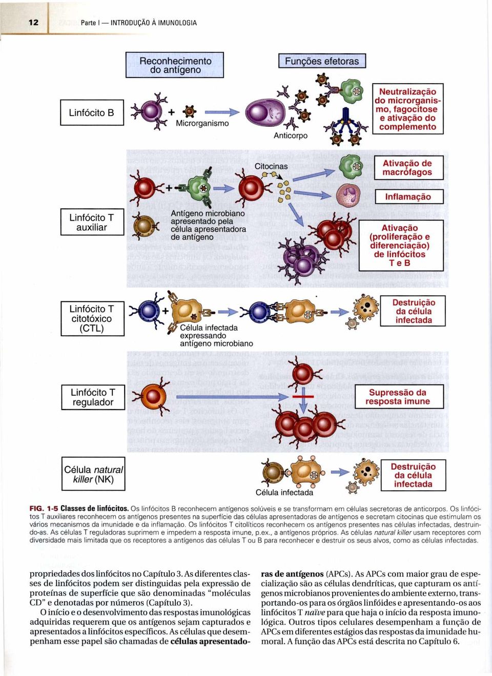 À Ativação de macrófagos Linfócito T auxiliar Antígeno microbiano apresentado pela célula apresentadora de antígeno 0 a Inflamação I Ativação (proliferação e diferenciação) de linfócitos T e B