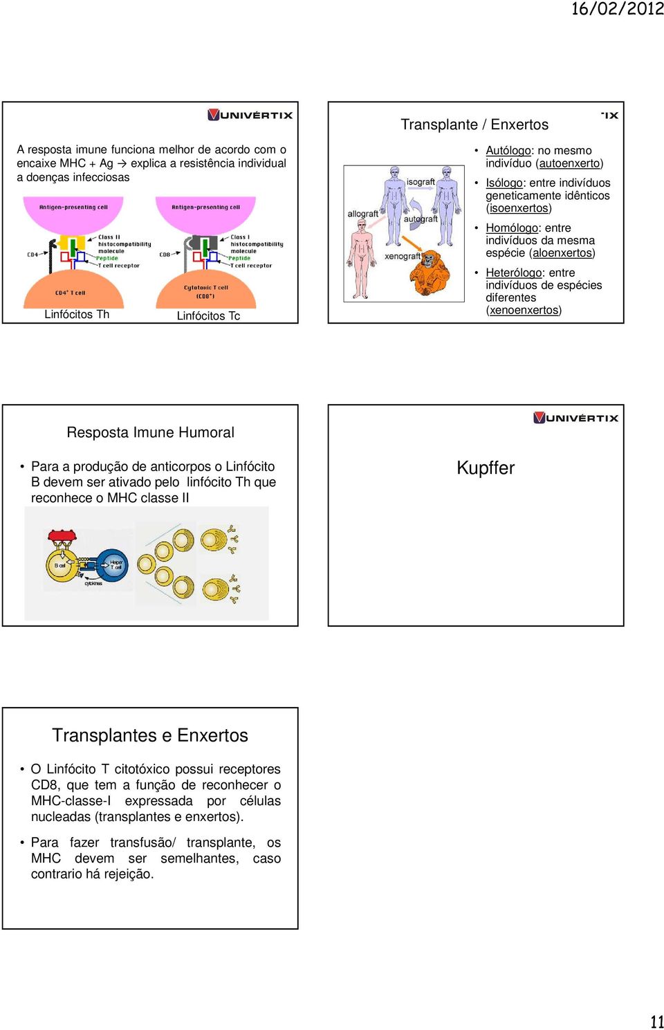 (xenoenxertos) Resposta Imune Humoral Para a produção de anticorpos o Linfócito B devem ser ativado pelo linfócito Th que reconhece o MHC classe II Kupffer Transplantes e Enxertos O Linfócito T