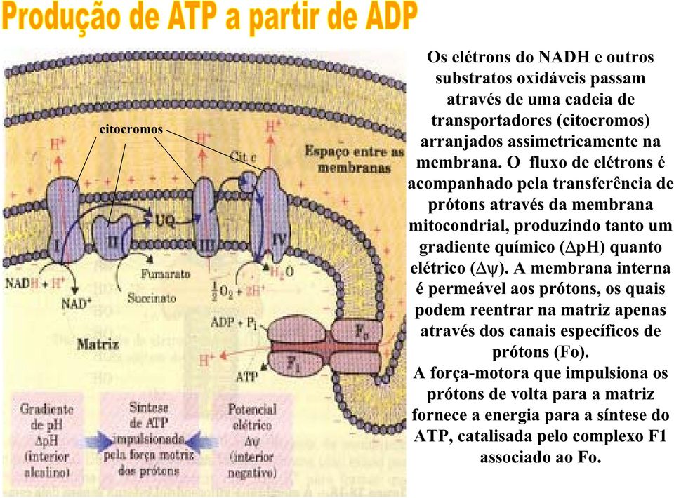 O fluxo de elétrons é acompanhado pela transferência de prótons através da membrana mitocondrial, produzindo tanto um gradiente químico ( ph) quanto