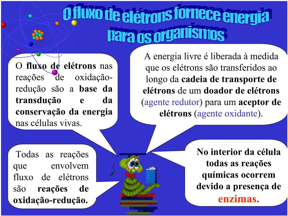 A energia livre é liberada à medida que os elétrons são transferidos ao longo da cadeia de transporte de elétrons de um