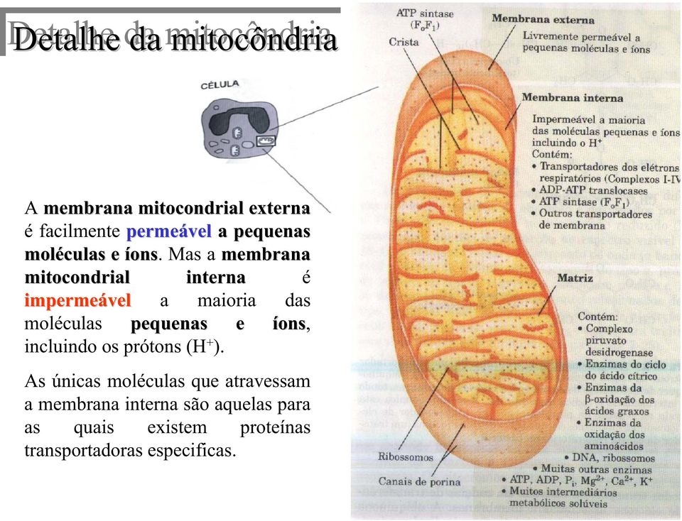 Mas a membrana mitocondrial interna na é impermeável a maioria das moléculas pequenas e