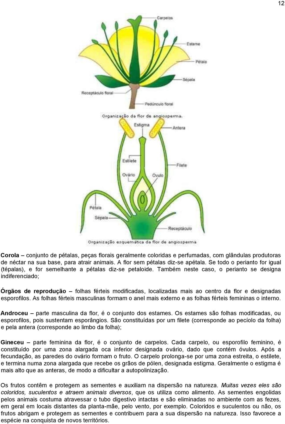 Também neste caso, o perianto se designa indiferenciado; Órgãos de reprodução folhas férteis modificadas, localizadas mais ao centro da flor e designadas esporofilos.
