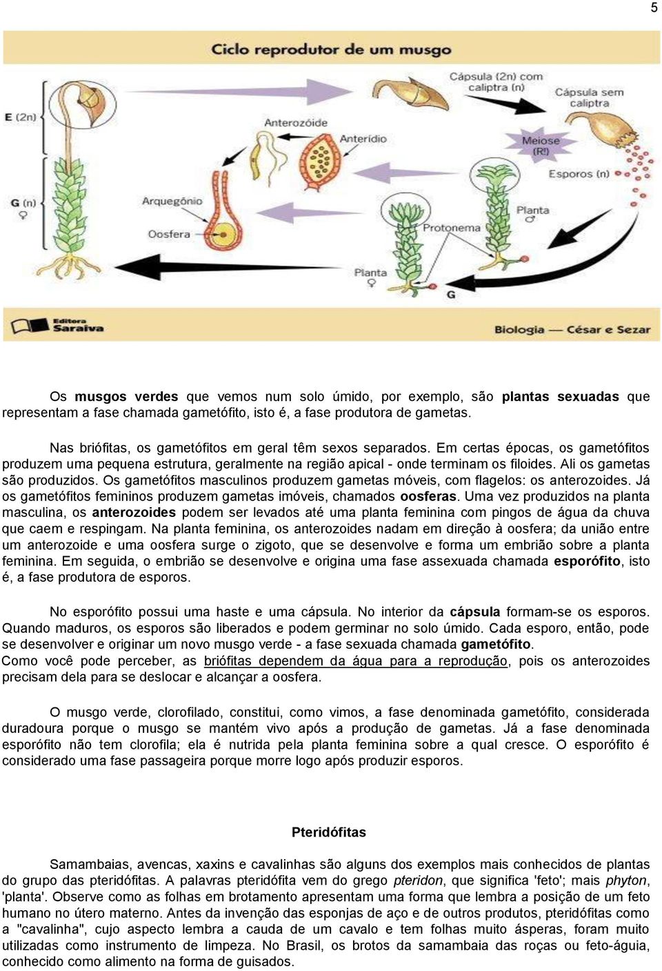 Ali os gametas são produzidos. Os gametófitos masculinos produzem gametas móveis, com flagelos: os anterozoides. Já os gametófitos femininos produzem gametas imóveis, chamados oosferas.