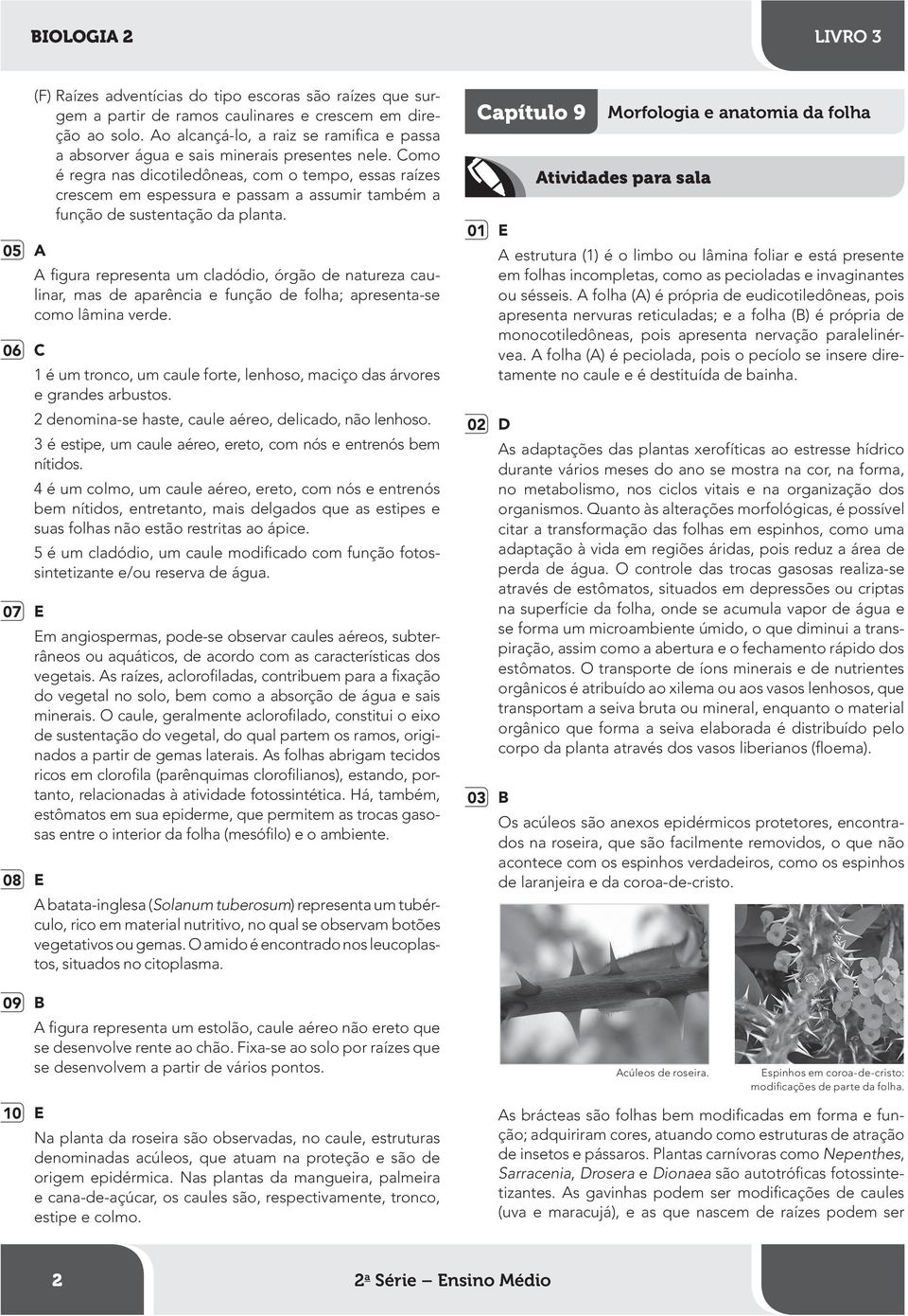 Como é regra nas dicotiledôneas, com o tempo, essas raízes crescem em espessura e passam a assumir também a função de sustentação da planta.