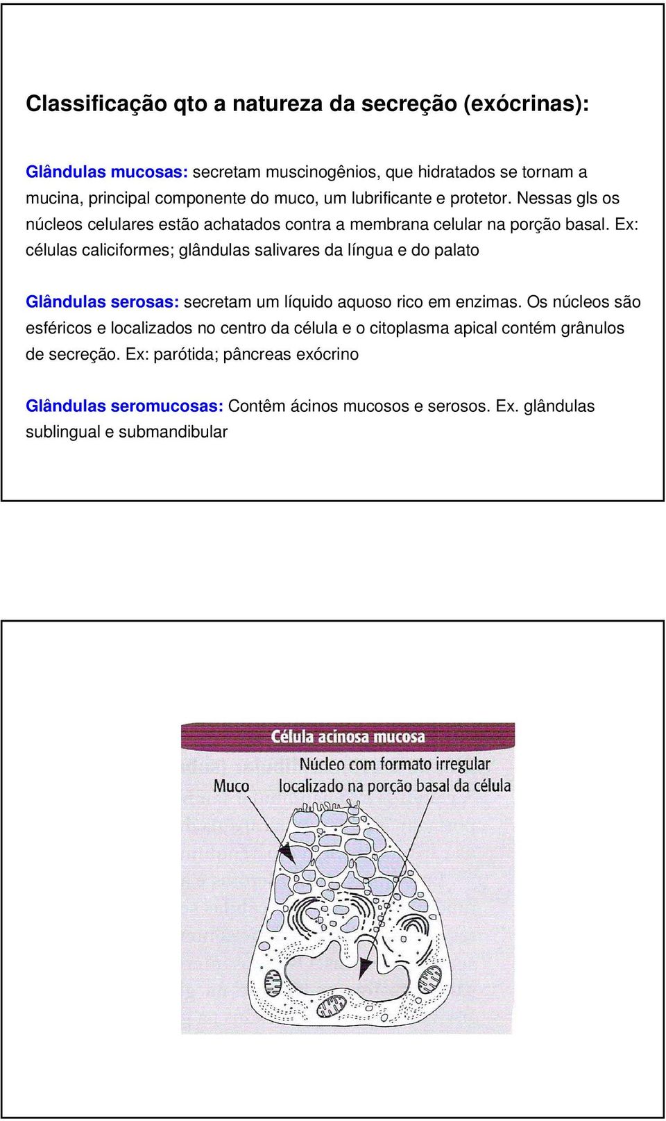 Ex: células caliciformes; glândulas salivares da língua e do palato Glândulas serosas: secretam um líquido aquoso rico em enzimas.