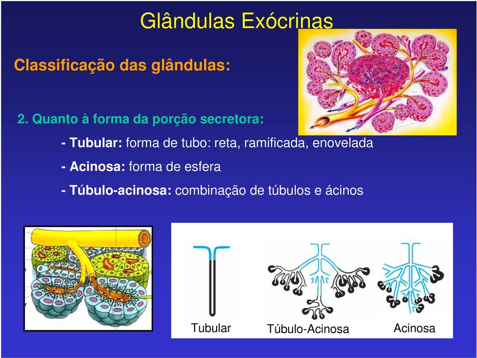 reta, ramificada, enovelada - Acinosa: forma de esfera -