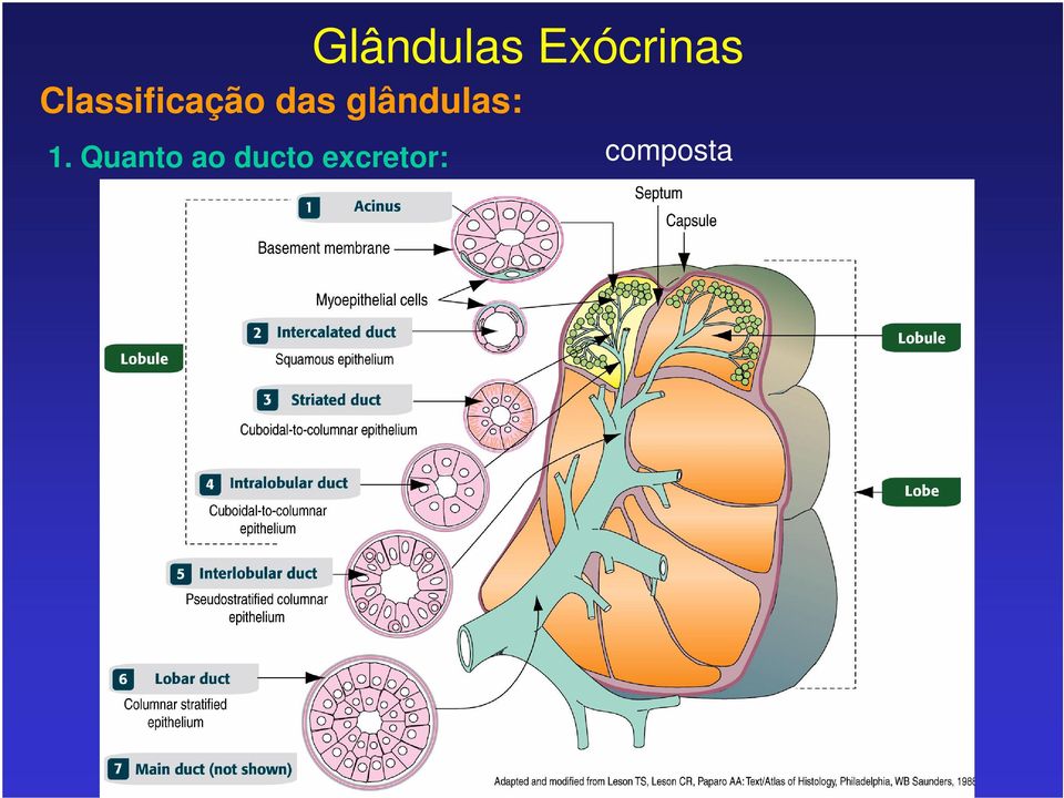 glândulas: 1.