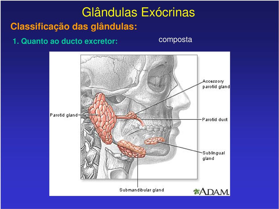 glândulas: 1.