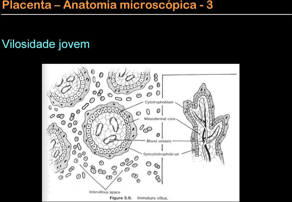 microscópica
