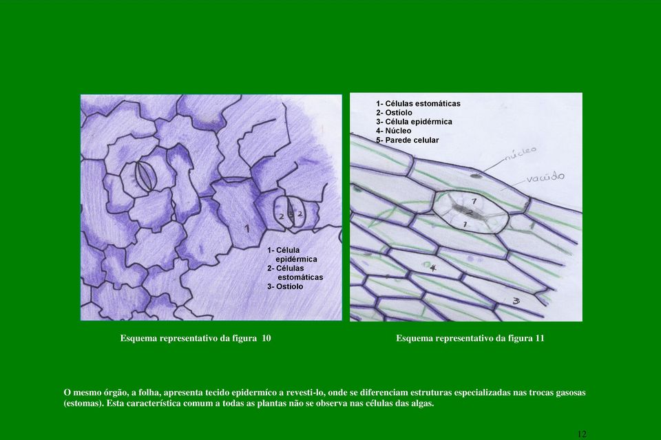 mesmo órgão, a folha, apresenta tecido epidermíco a revesti-lo, onde se diferenciam estruturas especializadas