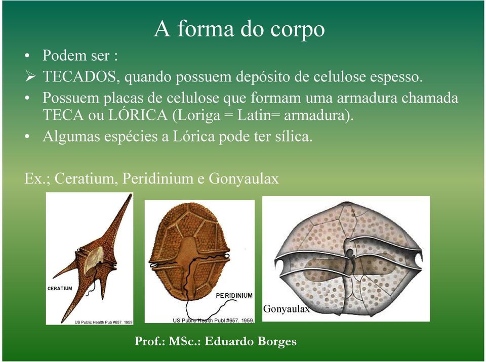 Possuem placas de celulose que formam uma armadura chamada TECA ou