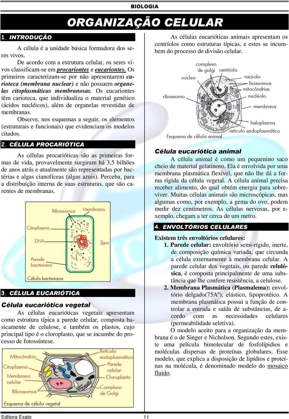 Os eucariontes têm carioteca, que individualiza o material genético (ácidos nucléicos), além de organelas revestidas de membranas.