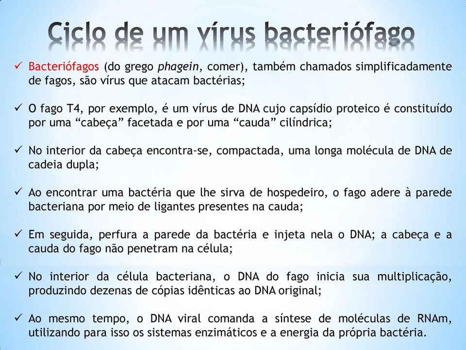 adere à parede bacteriana por meio de ligantes presentes na cauda; Em seguida, perfura a parede da bactéria e injeta nela o DNA; a cabeça e a cauda do fago não penetram na célula; No interior da