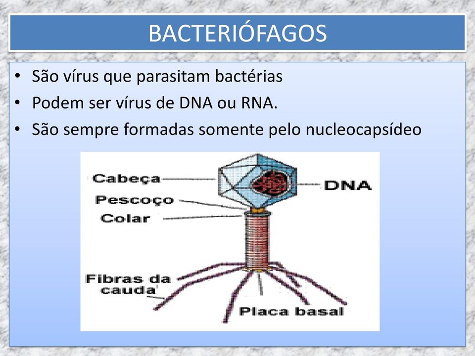 vírus de DNA ou RNA.