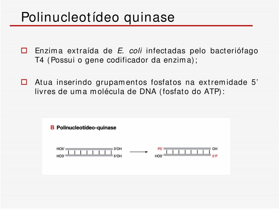 codificador da enzima); Atua inserindo grupamentos