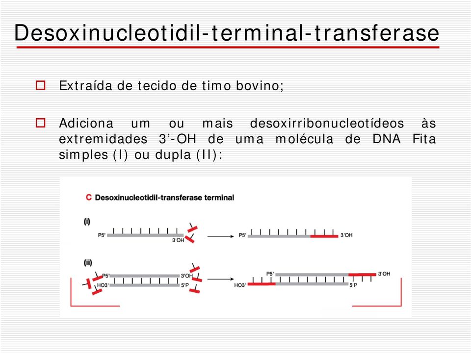 desoxirribonucleotídeos às extremidades 3 -OH de