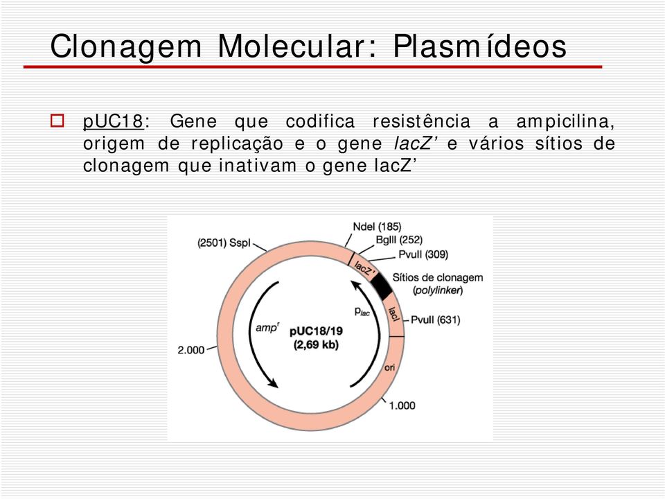 origem de replicação e o gene lacz e