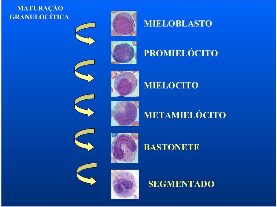 PROMIELÓCITO MIELOCITO