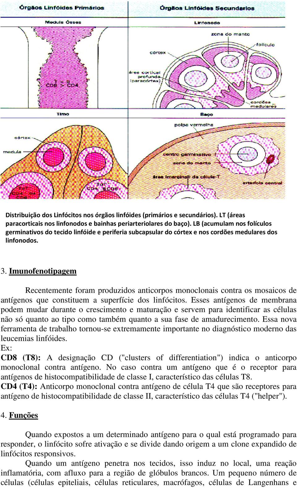 Imunofenotipagem Recentemente foram produzidos anticorpos monoclonais contra os mosaicos de antígenos que constituem a superfície dos linfócitos.