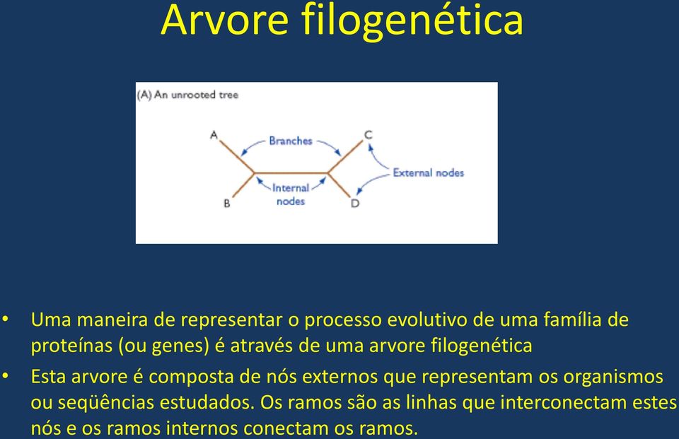 é composta de nós externos que representam os organismos ou seqüências estudados.