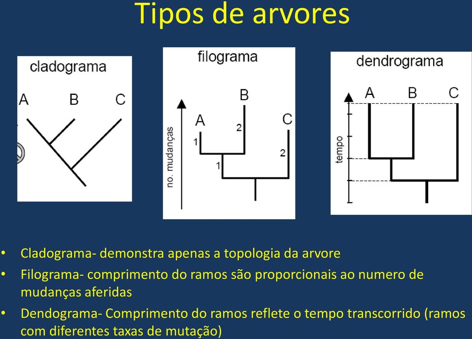 numero de mudanças aferidas Dendograma- Comprimento do ramos