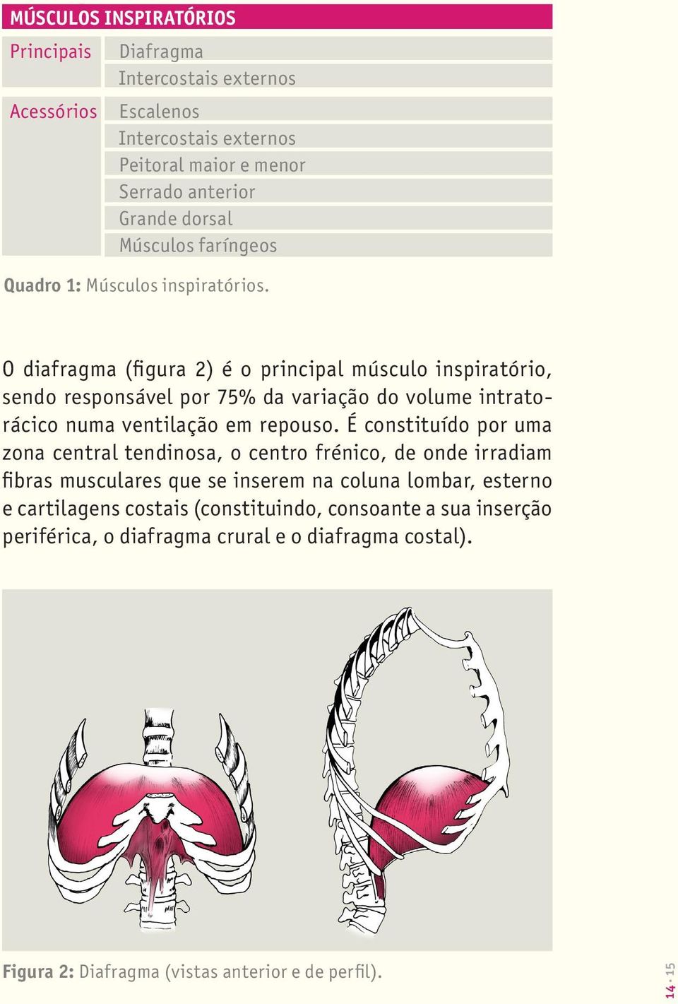 O diafragma (figura 2) é o principal músculo inspiratório, sendo responsável por 75% da variação do volume intratorácico numa ventilação em repouso.