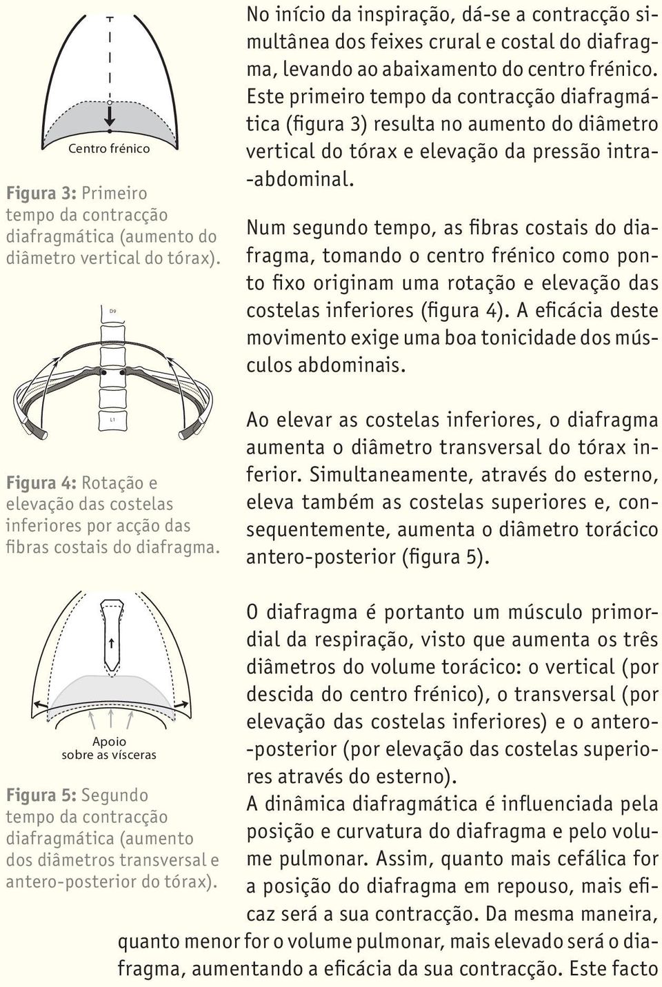 No início da inspiração, dá-se a contracção simultânea dos feixes crural e costal do diafragma, levando ao abaixamento do centro frénico.