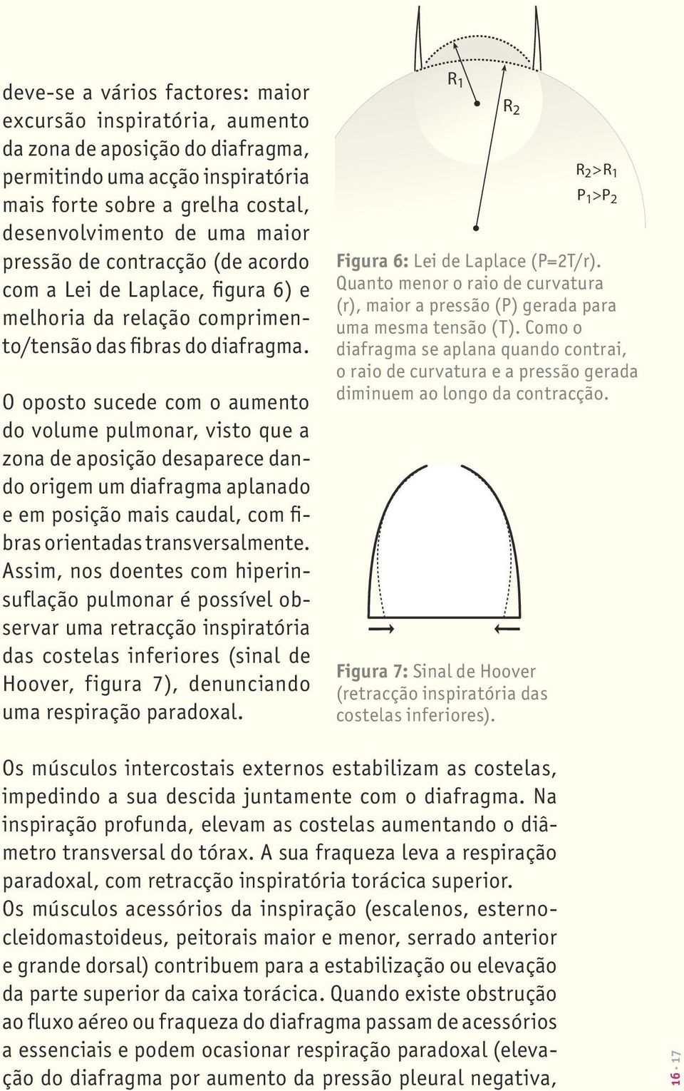 O oposto sucede com o aumento do volume pulmonar, visto que a zona de aposição desaparece dando origem um diafragma aplanado e em posição mais caudal, com fibras orientadas transversalmente.