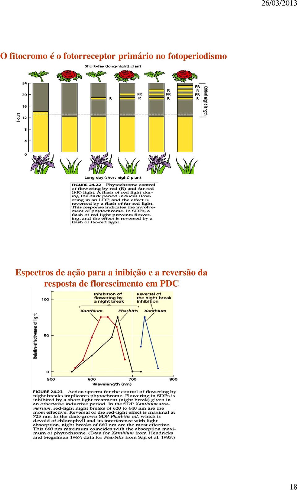 Espectros de ação para a inibição e