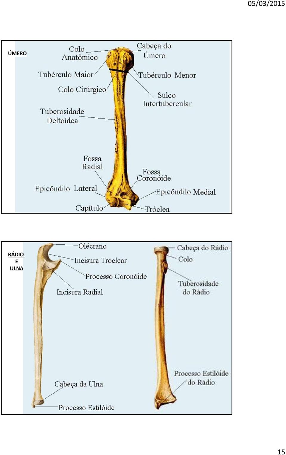 ULNA 15