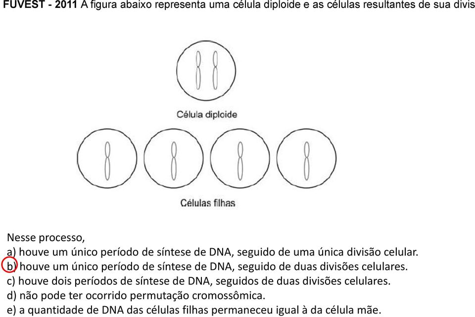 b) houve um único período de síntese de DNA, seguido de duas divisões celulares.