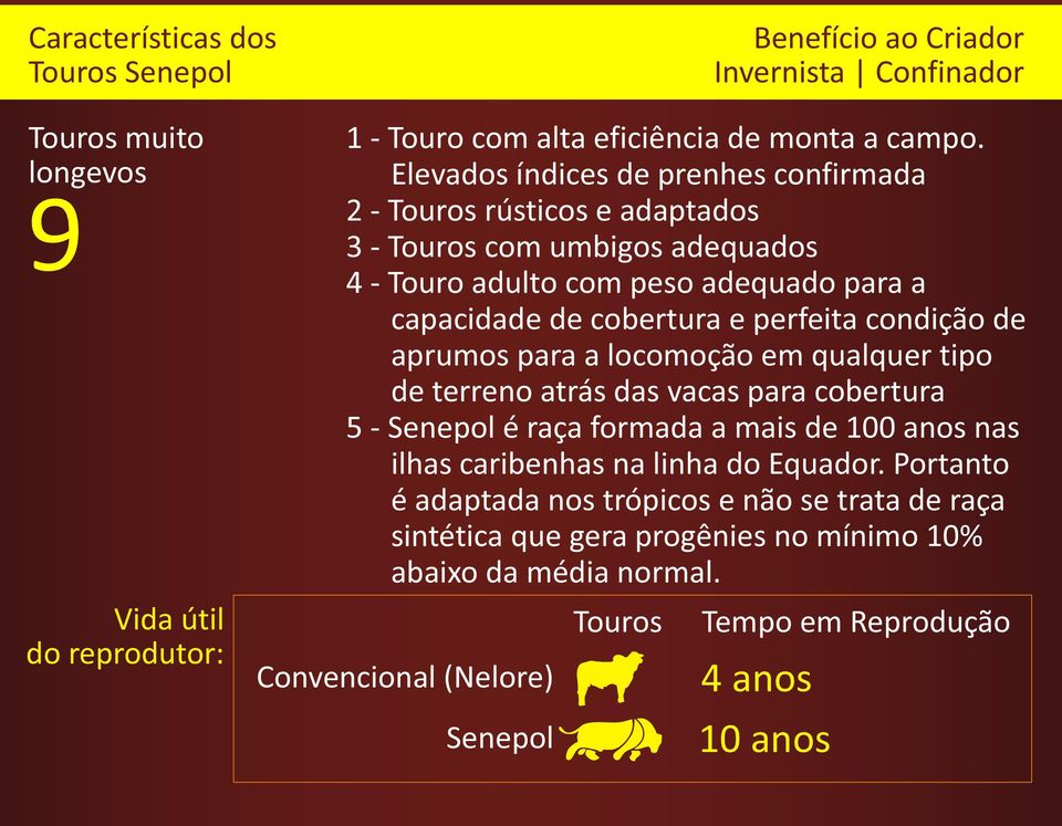 cobertura e perfeita condição de aprumos para a locomoção em qualquer tipo de terreno atrás das vacas para cobertura 5 - Senepol é raça formada a mais de 100 anos