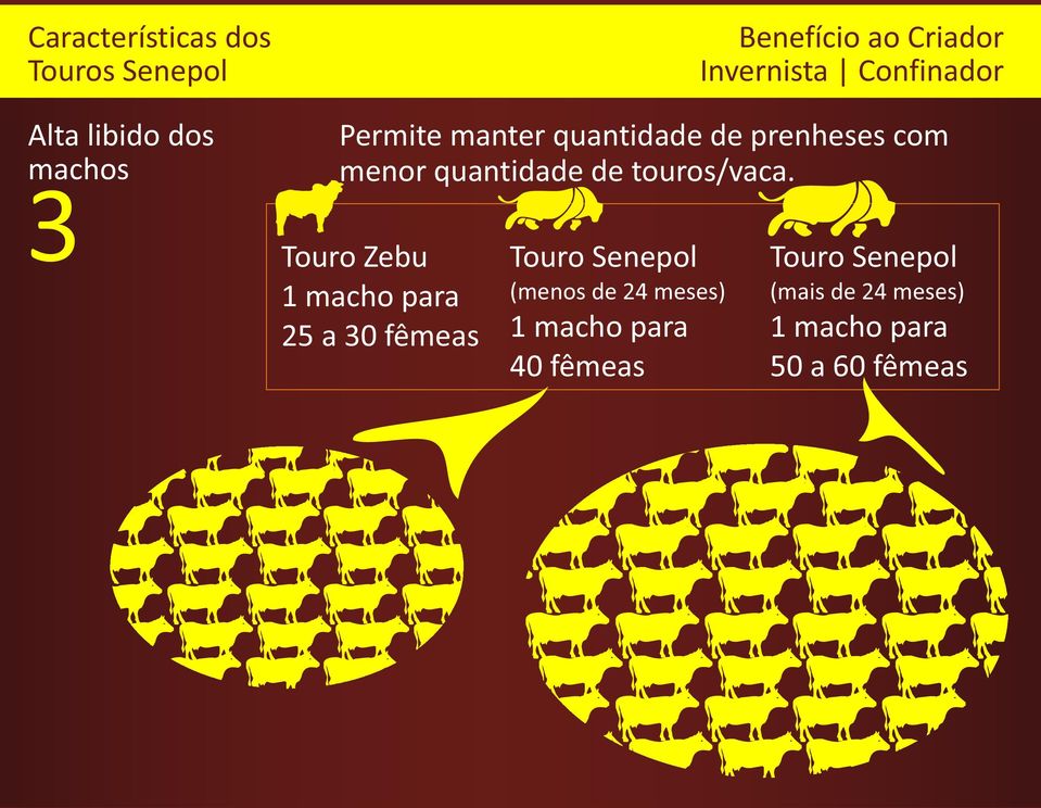 3 Touro Zebu Touro Senepol Touro Senepol 1 macho para (menos de