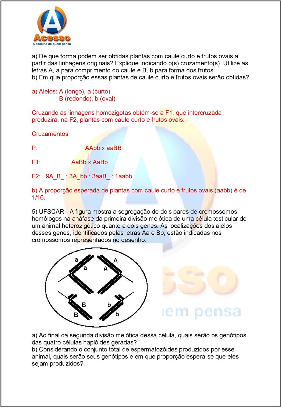 a) Alelos: A (longo), a (curto) B (redondo), b (oval) Cruzando as linhagens homozigotas obtém-se a F1, que intercruzada produzirá, na F2, plantas com caule curto e frutos ovais: Cruzamentos: P: AAbb