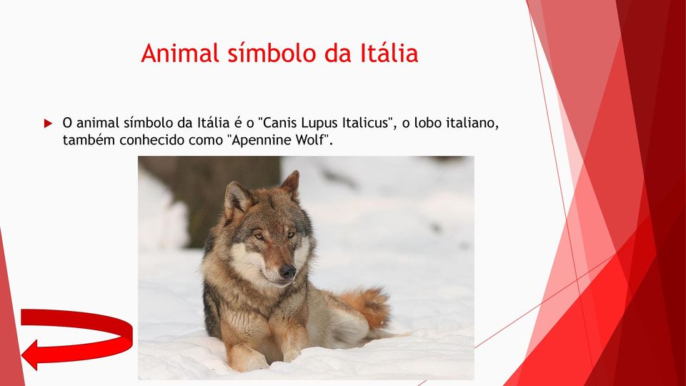 Lupus Italicus", o lobo italiano,